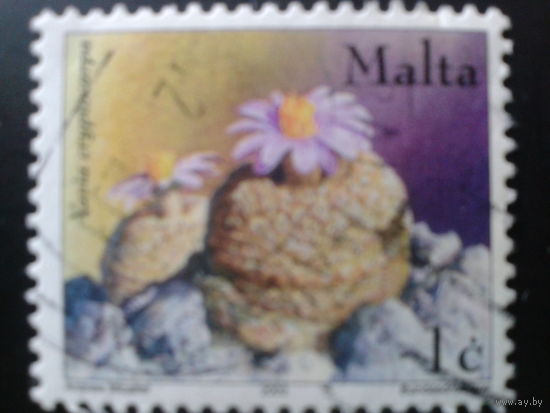 Мальта 2002 кактус