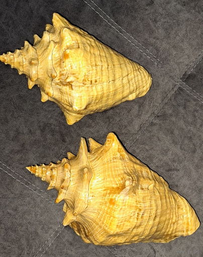 Ракушка большая, привезена с Кубы с Мексиканского залива (Атлантический океан)