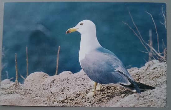 Чернохвостая чайка. Открытка, 1988
