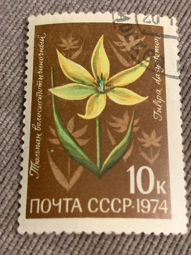 СССР 1974. Тюльпан волосистотычиночный. Марка из серии