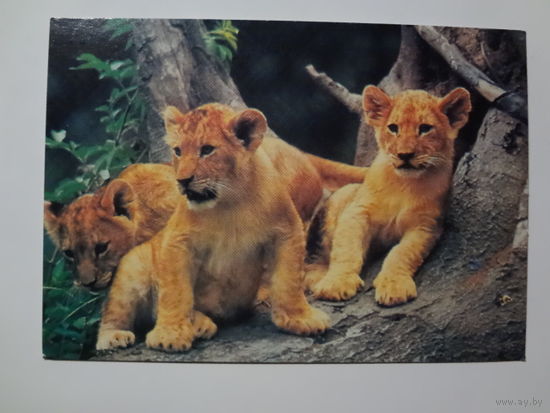 Календарик 1998 г. Львята.