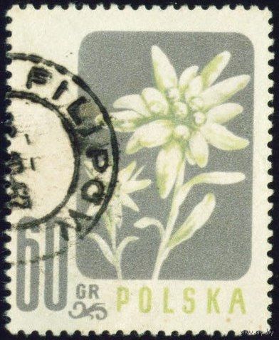 Цветы Польша 1957 год 1 марка