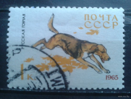 1965 Русская гончая