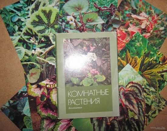 Набор открыток: Комнатные растения.Бегониевые