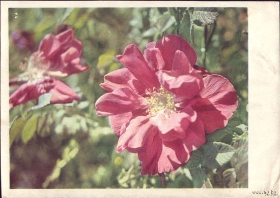 Шиповник 1967 год