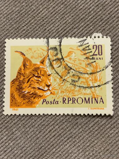 Румыния 1961. Рысь. Марка из серии