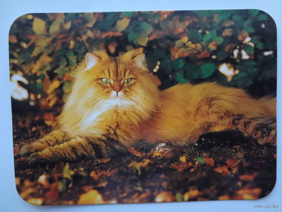 Календарик 2000 г. Важный кот.