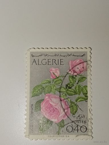 Алжир  марка 1973 год цветы
