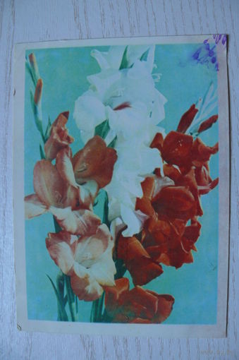 Ананьина А., Гладиолусы; 1966, подписана (изд. Минск).