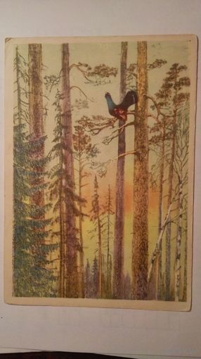 Соцреализм 1958. Курдов. Глухарь поет
