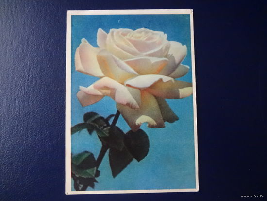 Белая роза.  1962 г.