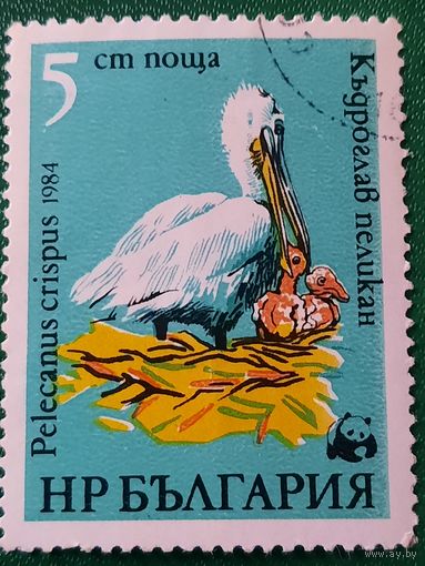 Болгария 1984. Фауна. Птицы. Пеликан. Марка из серии