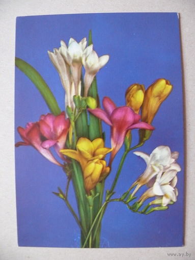 Открытка ГДР, Цветы (57), 1974, чистая.