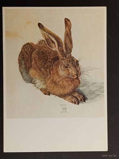Заяц Дюрер