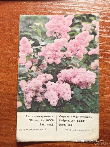 Календарик Сирень Жемчужина 1987 Македонский