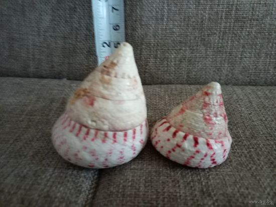 Ракушки Трохус, Филиппины. Цена за две.