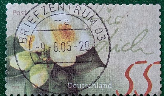 Германия 2004. Камелия юаньская