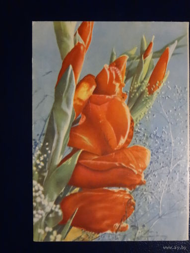 Гладиолусы. 1965 г.  Минск.  подписанная.