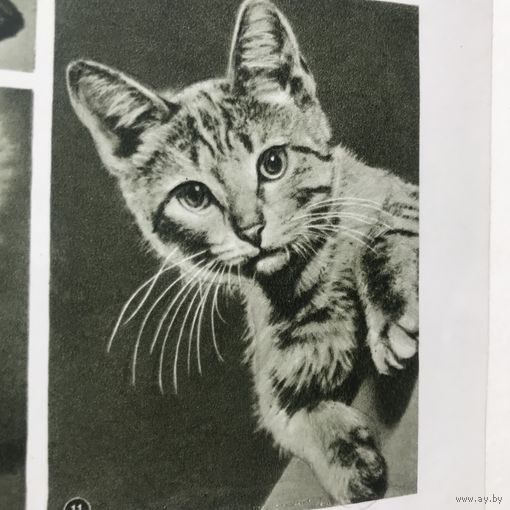 Книга энциклопедия домашнего хозяйства 1959