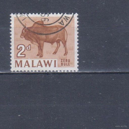 [148] Малави 1964. Фауна.Домашние животные.Зебу. Гашеная марка.