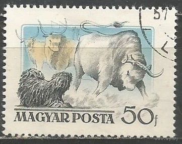 Венгрия. Венгерские собаки. Пудель. 1956г. Mi#1461.