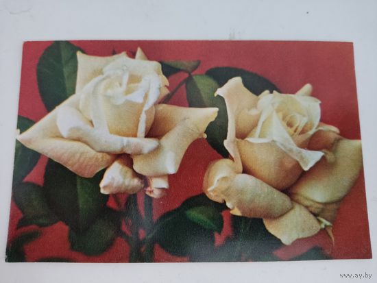 Чистая открытка "Розы" 1971г, фото Е.Игнатович