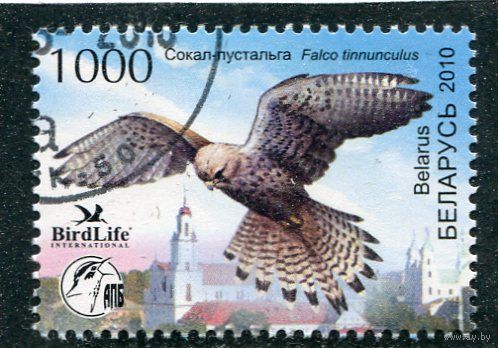 Беларусь 2010.. Птица года. Обыкновенная пустельга