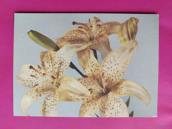 Цветы. Чистая. 1988 года. Фото Маркова. 2306.