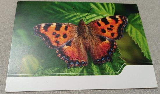 Посткроссинг. Открытка из Германии: бабочка  (10х15). Прошла почту. Художественная марка, чёткий штемпель.