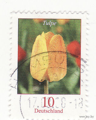 Тюльпан 2005 год