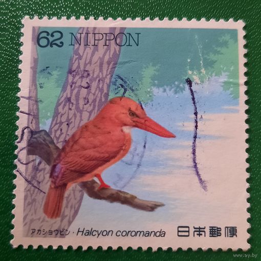 Япония. Фауна. Птицы. Halcyon Coromanda