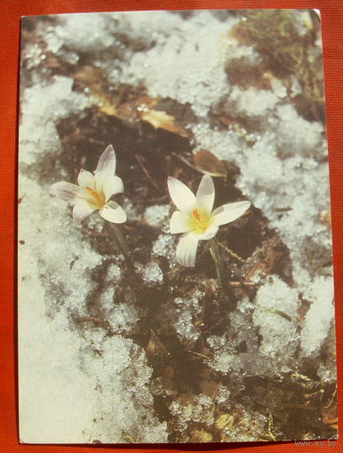 Первые цветы. Чистая. 1988 года. Фото Дорожинского. 658.
