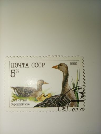СССР 1990г. Гуси серые оброщинские.