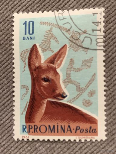 Румыния 1961. Косуля. Марка из серии