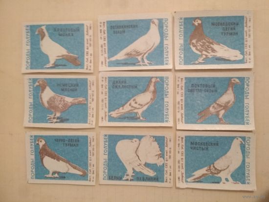 Спичечные этикетки ф.Байкал. Породы голубей. 1965 год