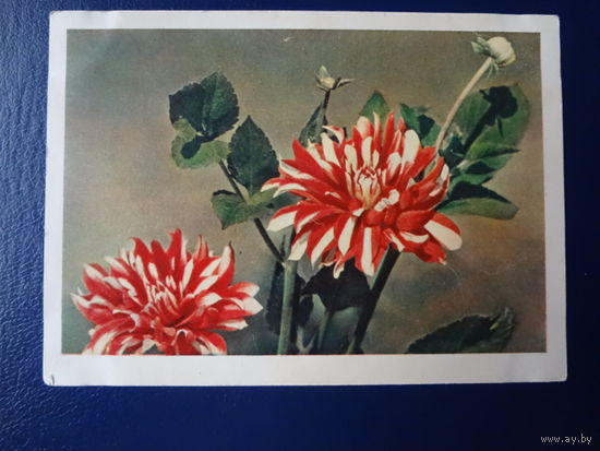 Георгины.  1963 г.