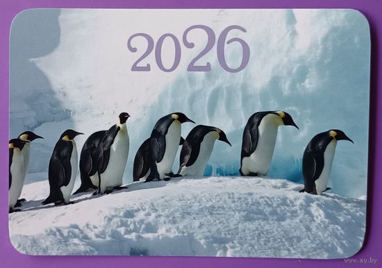 Пингвины. Календарик, глянец, 2026.ТРАСКО