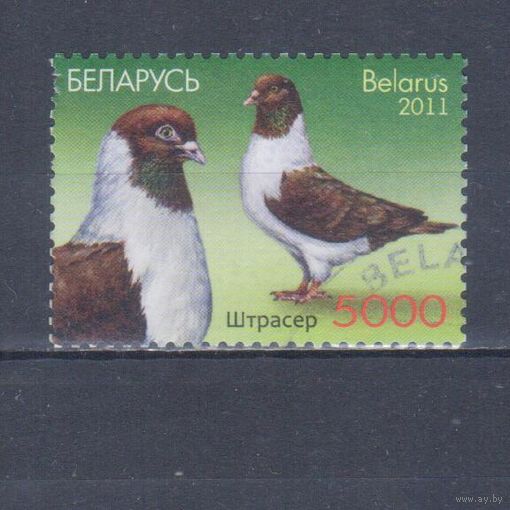[883] Беларусь 2011. Фауна.Птицы.Голуби. Гашеная марка.