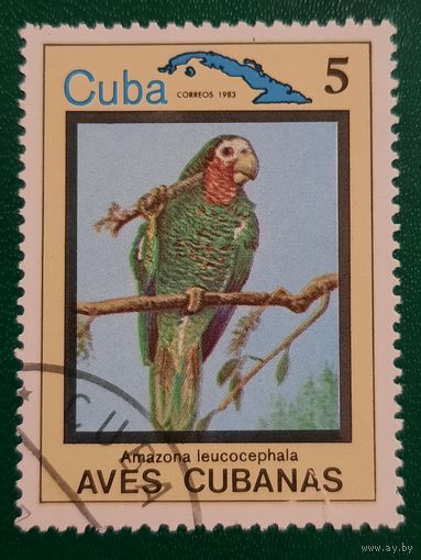 Куба 1983. Фауна. Птицы. Amazona Leucochephala