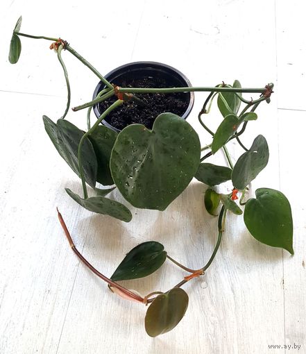 Филодендрон Сканденс (Philodendron Scandens)