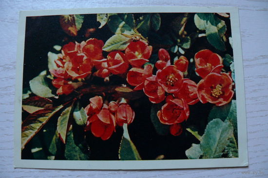 Гайлитис Я., Айва японская; 1965, подписана.