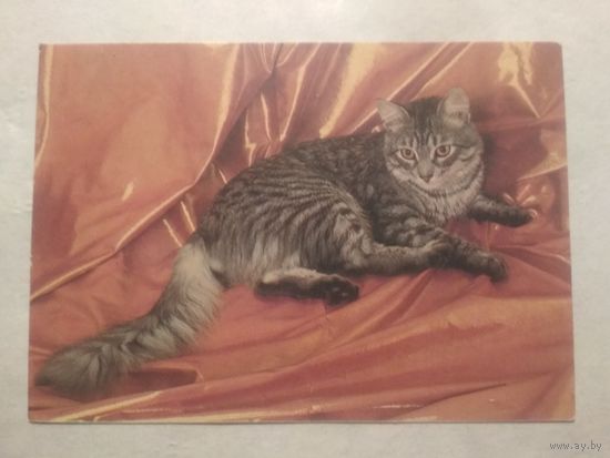 Карманный календарик. Котик.1994 год