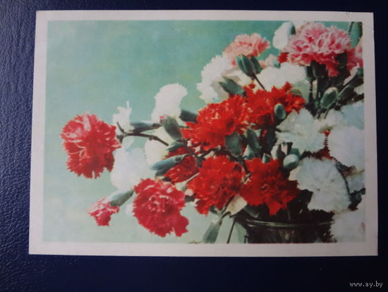 Голландская гвоздика.  1965 г.