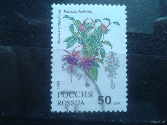 Россия 1993 Комнатные цветы Михель-1,0 евро гаш