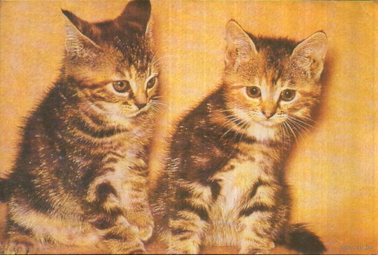 Открытка чистая "Котята"