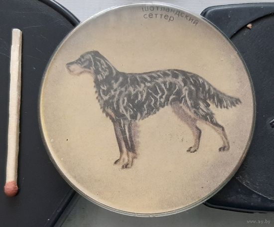 Шотландский сеттер. Бв-62