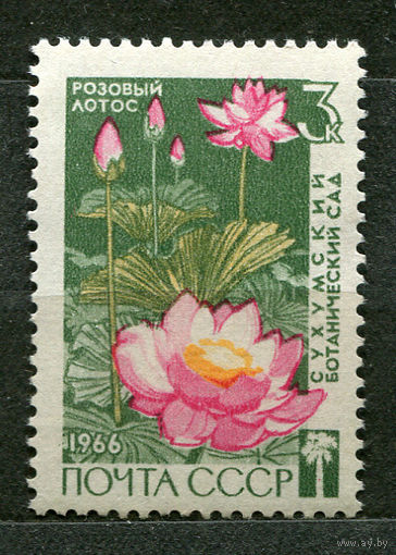Сухумский ботанический сам. Розовый лотос. 1966. Чистая без клея