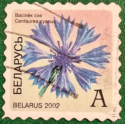 Беларусь 2002. Цветы. Василек синий