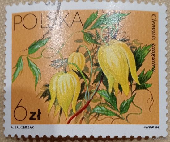 Польша 1984. Флора. Цветы. Clematis languliva. Марка из серии
