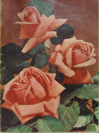 ТЕЛЕГРАММА СССР. РОЗЫ.